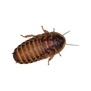 Dubia Roach