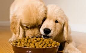 pet foods