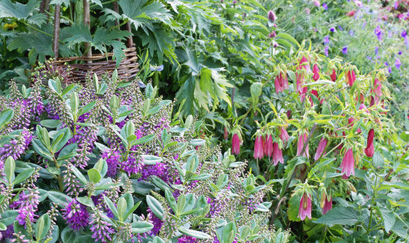 hebe plant
