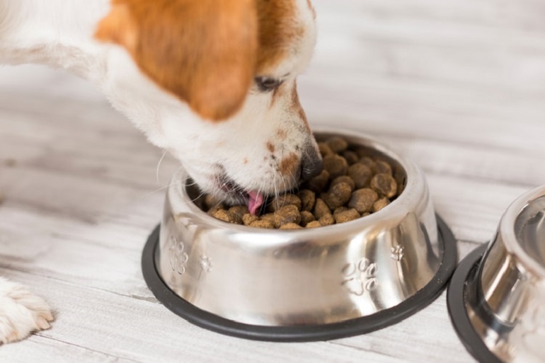 best food for puppies
