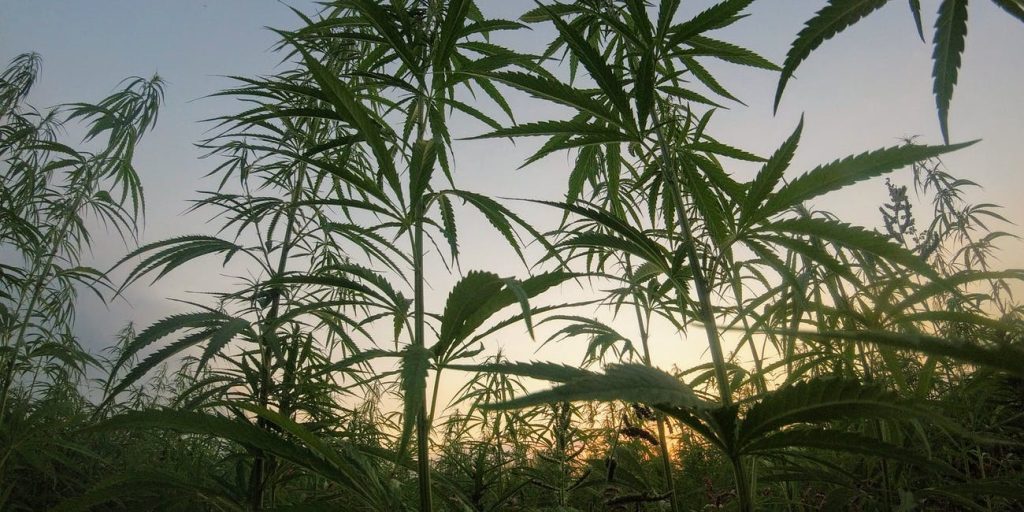 Cannabis 